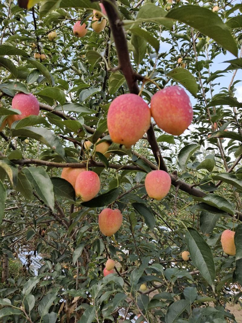 鸡心果