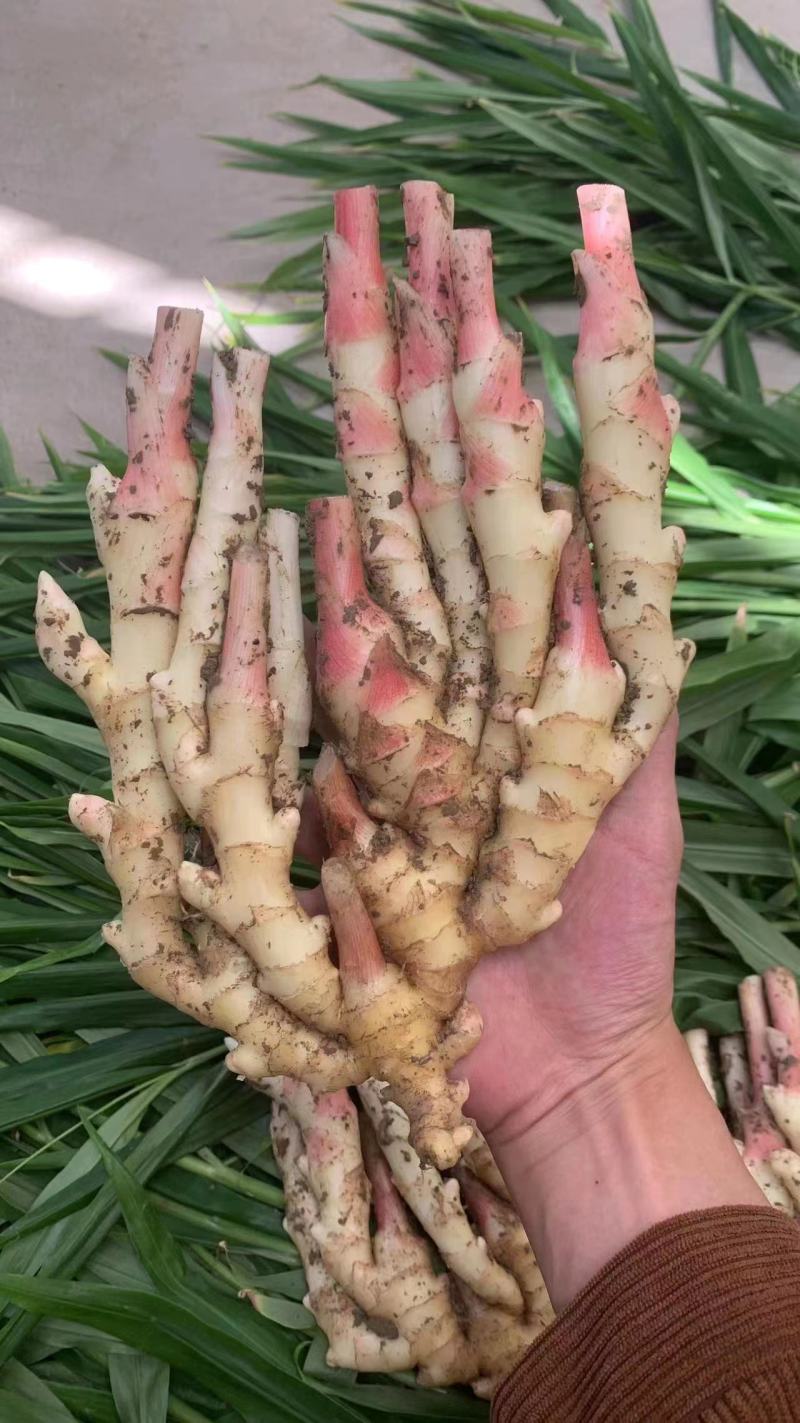 [首单补贴]精品生姜子姜小黄姜产地直供对接各大市场