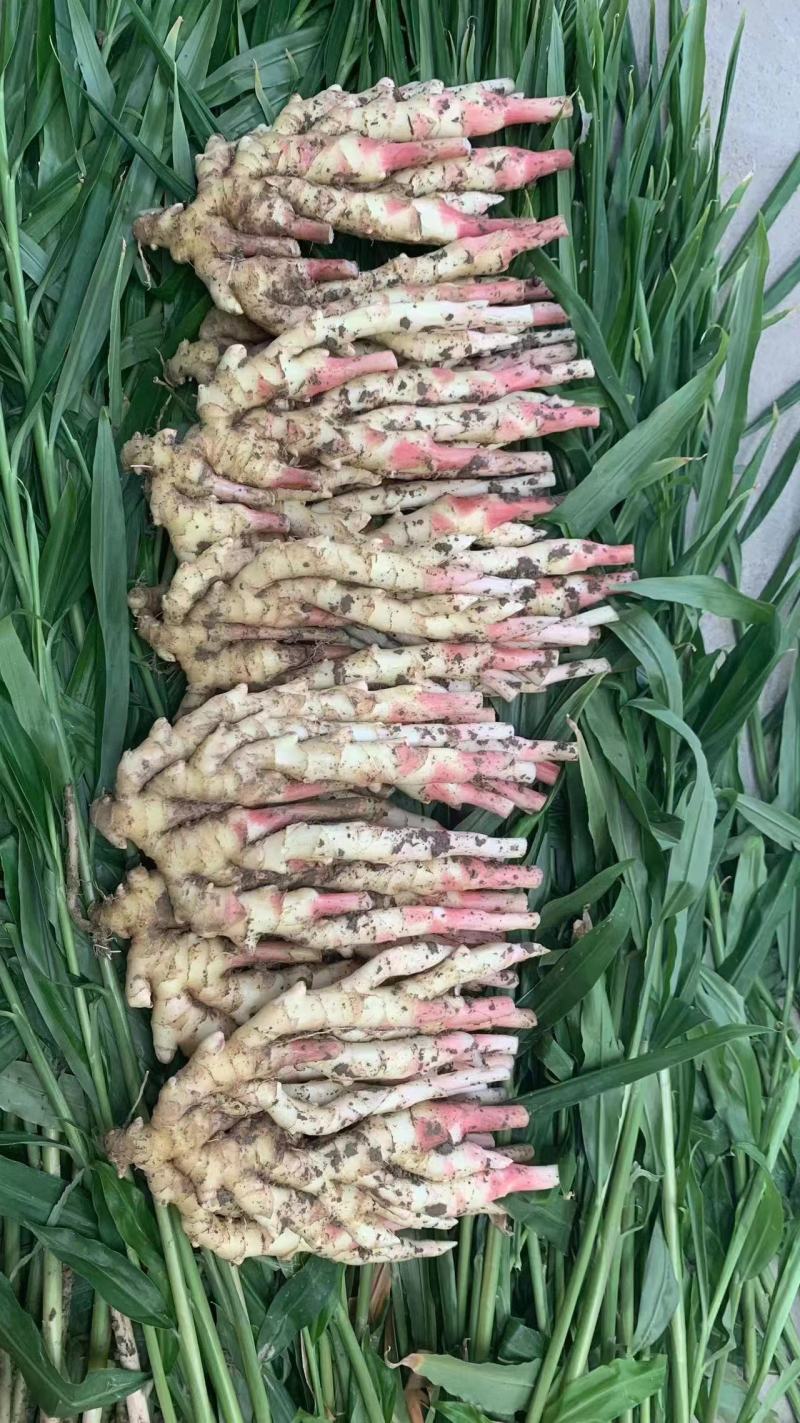[首单补贴]精品生姜子姜小黄姜产地直供对接各大市场