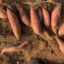 烟薯25沂蒙甘薯2023沙地蜜薯