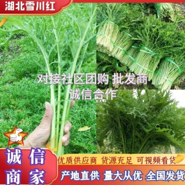 雪里红湖北叶菜规格齐全货源稳定量大优惠欢迎咨询