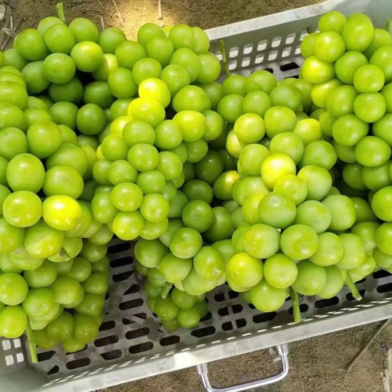 精品阳光玫瑰产地直发陕西大荔阳光玫瑰葡萄电商市场货