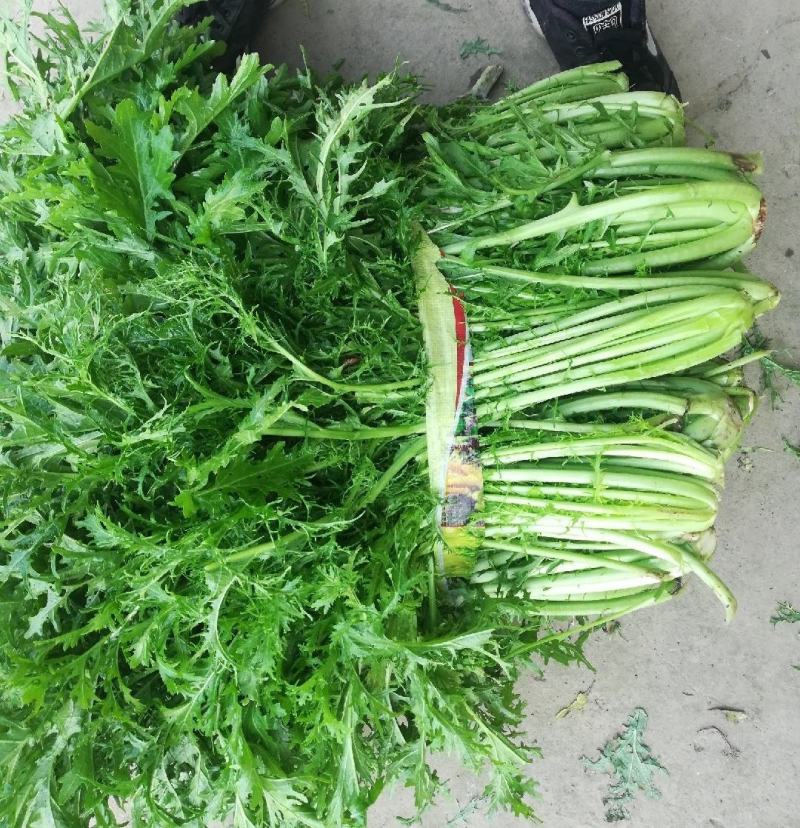 雪里红湖北叶菜规格齐全货源稳定量大优惠欢迎咨询