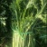 雪里红湖北叶菜规格齐全货源稳定量大优惠欢迎咨询