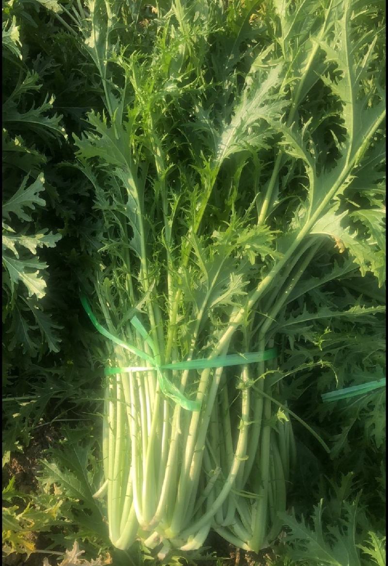 雪里红湖北叶菜规格齐全货源稳定量大优惠欢迎咨询