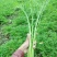 雪里红湖北叶菜规格齐全货源稳定量大优惠欢迎咨询