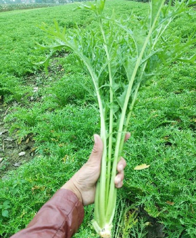 雪里红湖北叶菜规格齐全货源稳定量大优惠欢迎咨询