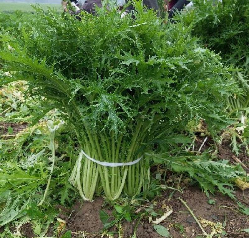 雪里红湖北叶菜规格齐全货源稳定量大优惠欢迎咨询