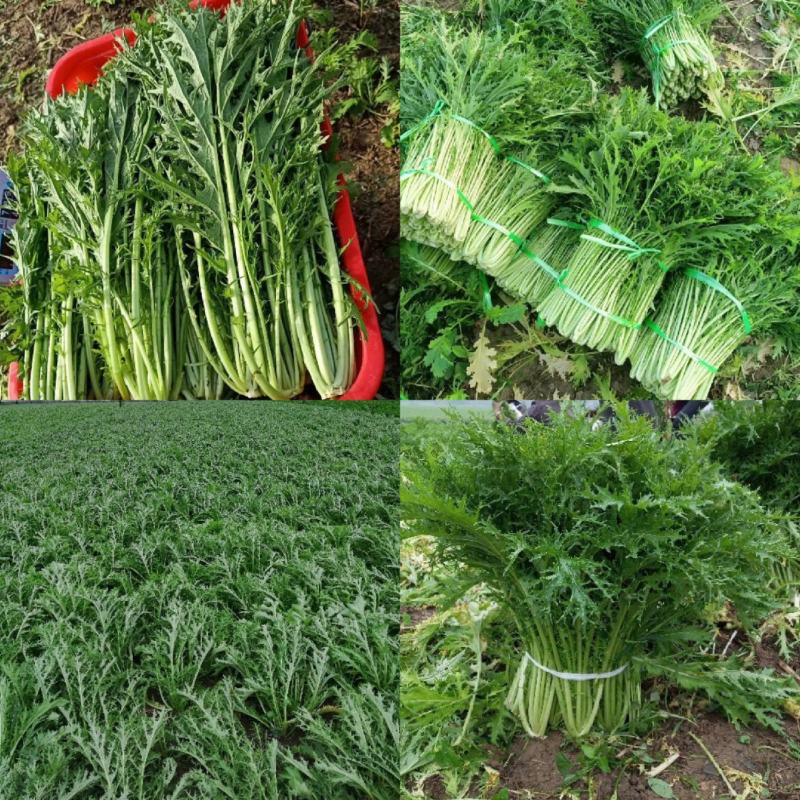雪里红湖北叶菜规格齐全货源稳定量大优惠欢迎咨询