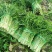 雪里红湖北叶菜规格齐全货源稳定量大优惠欢迎咨询