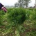 雪里红湖北叶菜规格齐全货源稳定量大优惠欢迎咨询