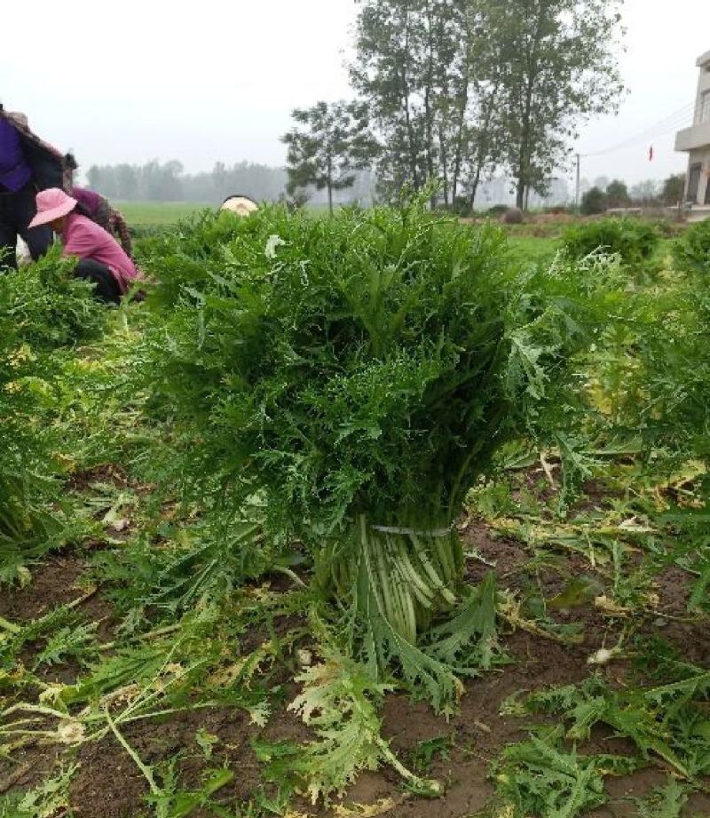 雪里红湖北叶菜规格齐全货源稳定量大优惠欢迎咨询