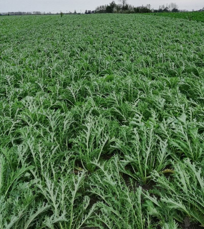 雪里红湖北叶菜规格齐全货源稳定量大优惠欢迎咨询