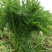 雪里红湖北叶菜规格齐全货源稳定量大优惠欢迎咨询