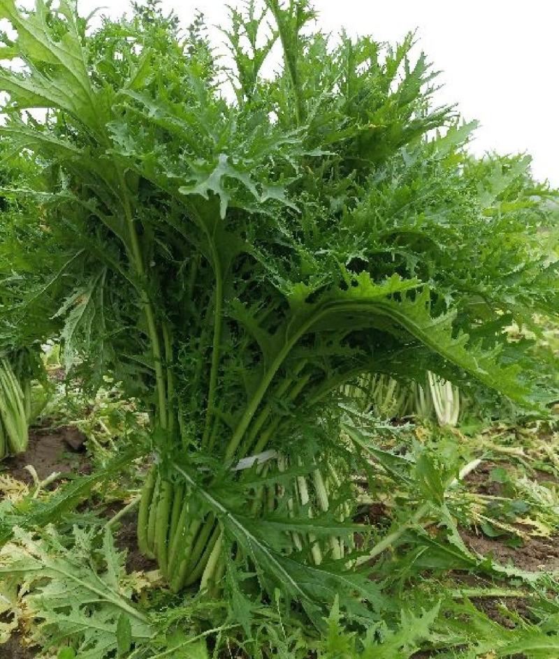 雪里红湖北叶菜规格齐全货源稳定量大优惠欢迎咨询