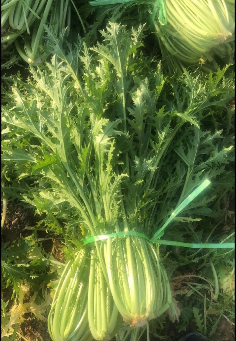 雪里红湖北叶菜规格齐全货源稳定量大优惠欢迎咨询