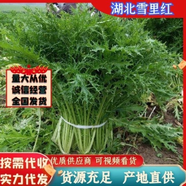 湖北叶菜雪里红规格齐全货源稳定量大优惠欢迎咨询