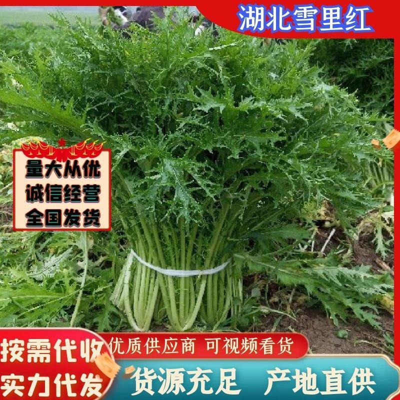 湖北叶菜雪里红规格齐全货源稳定量大优惠欢迎咨询