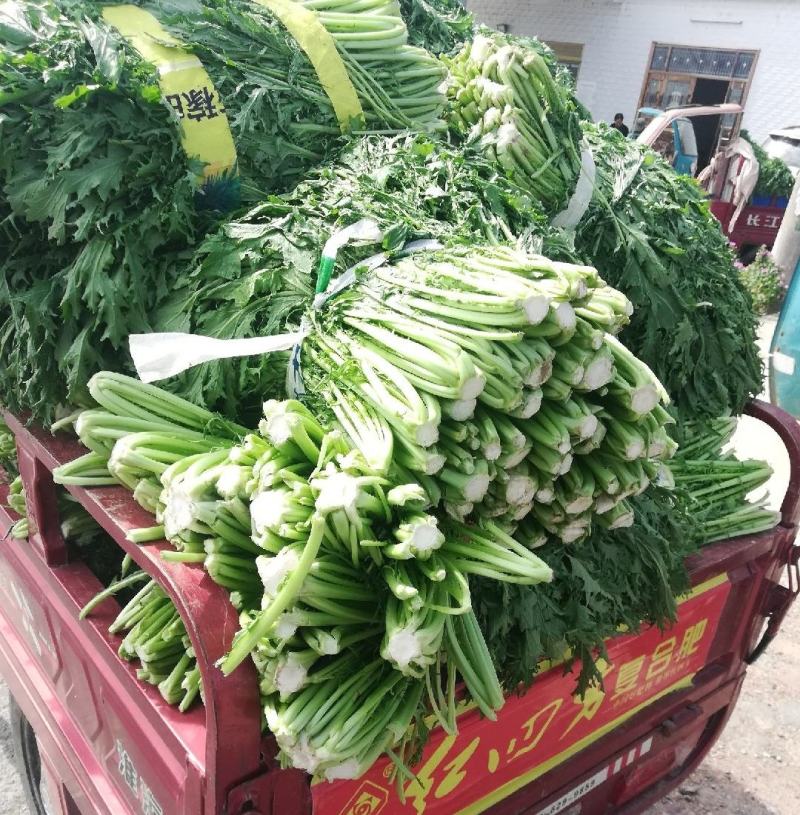 湖北叶菜雪里红规格齐全货源稳定量大优惠欢迎咨询