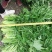 湖北叶菜雪里红规格齐全货源稳定量大优惠欢迎咨询