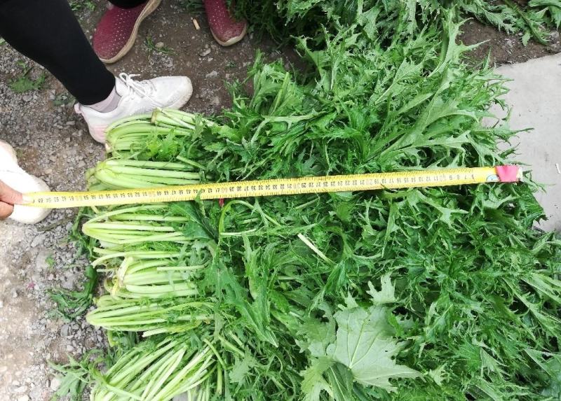 湖北叶菜雪里红规格齐全货源稳定量大优惠欢迎咨询