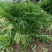 湖北叶菜雪里红规格齐全货源稳定量大优惠欢迎咨询