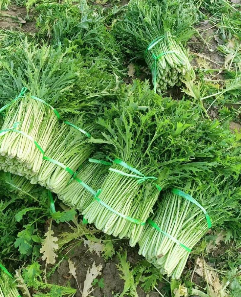 湖北叶菜雪里红规格齐全货源稳定量大优惠欢迎咨询