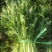 湖北叶菜雪里红规格齐全货源稳定量大优惠欢迎咨询