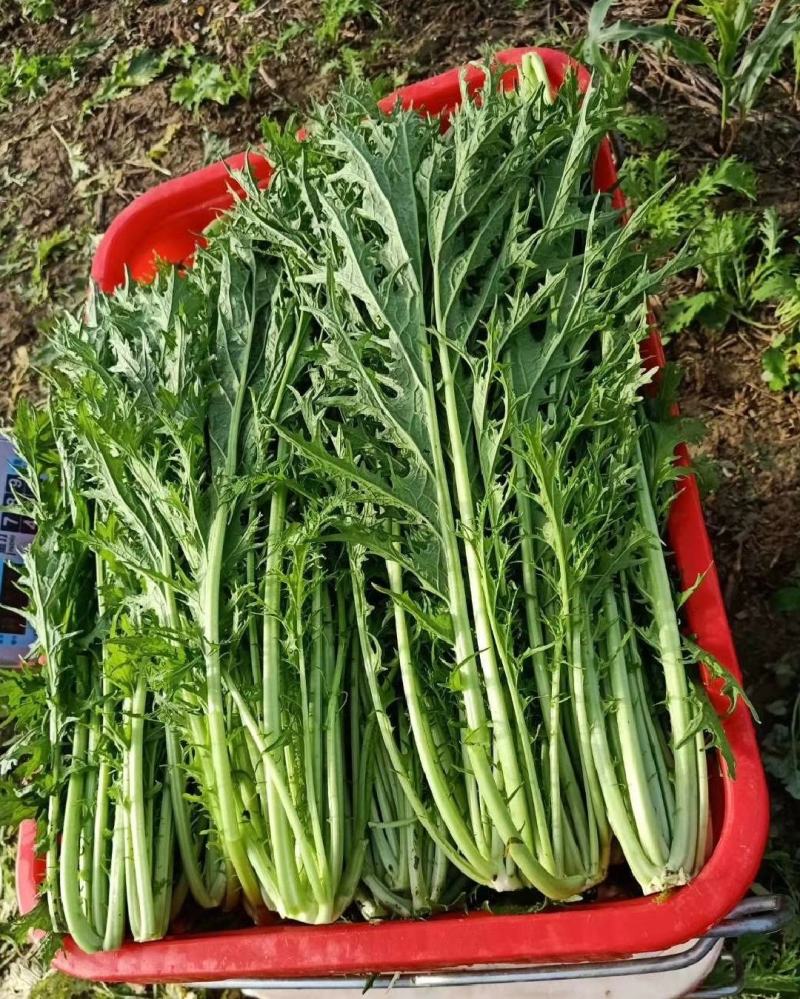 湖北叶菜雪里红规格齐全货源稳定量大优惠欢迎咨询