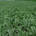 湖北叶菜雪里红规格齐全货源稳定量大优惠欢迎咨询