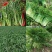 湖北叶菜雪里红规格齐全货源稳定量大优惠欢迎咨询