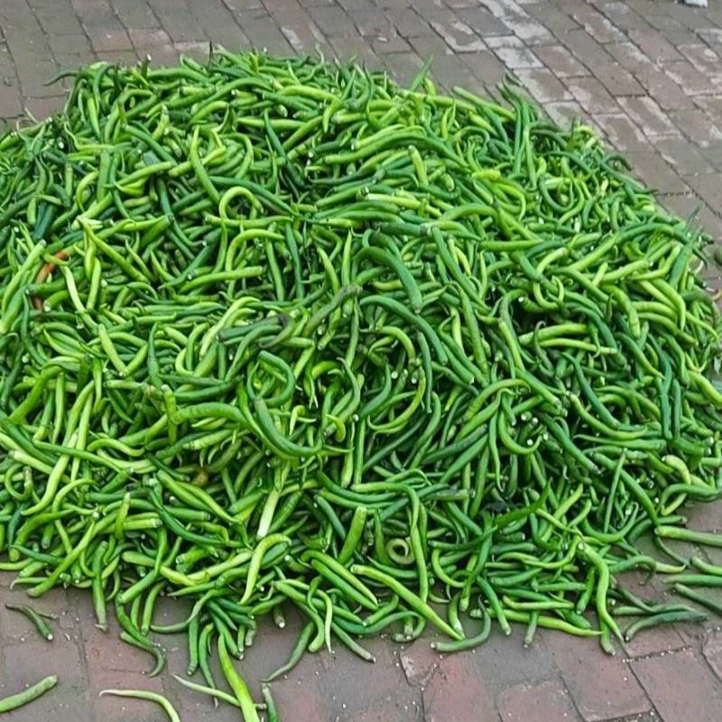 鮮辣椒上市了，适合腌制、剁椒、打酱等。需要的老板联系我