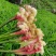 嫩芽姜姜仔电商货新鲜生姜市场货大量有货,每天都可以走车
