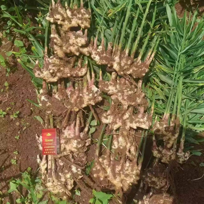 嫩芽姜姜仔电商货新鲜生姜市场货大量有货，每天都可以走车