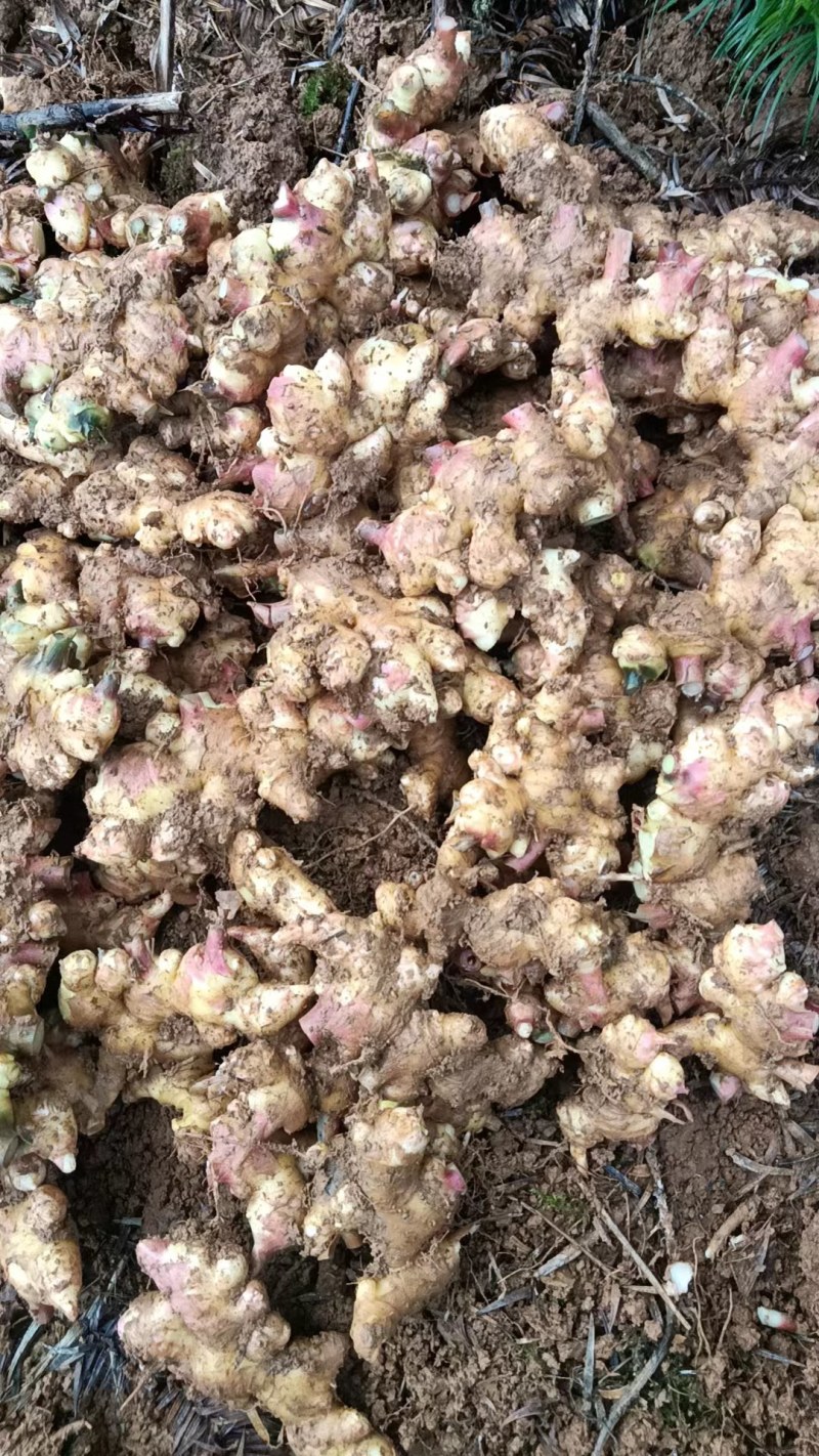 嫩芽姜姜仔电商货新鲜生姜市场货大量有货，每天都可以走车