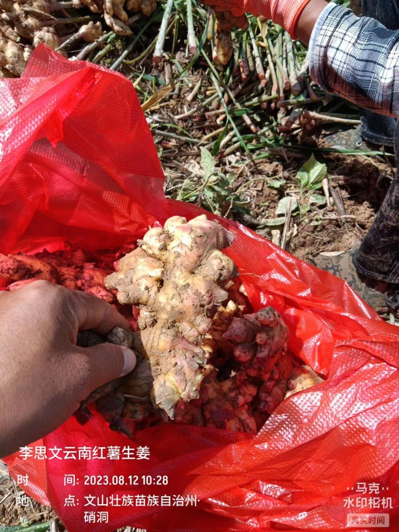 嫩芽姜姜仔电商货新鲜生姜市场货大量有货，每天都可以走车