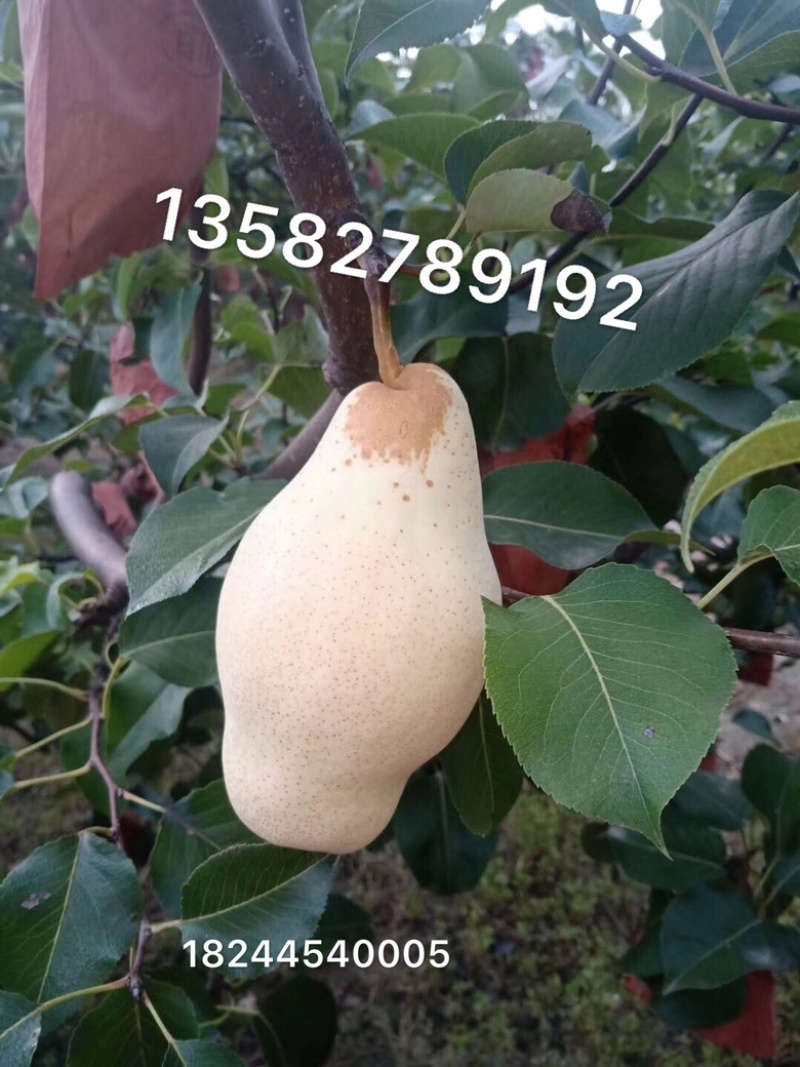 五九香（八梨）产地直销，一手货源，头水精品五九香