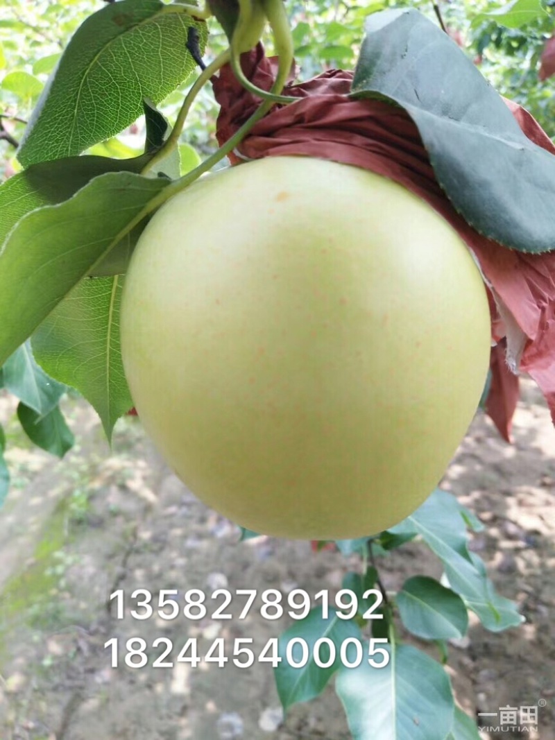 皇冠梨，头水精品皇冠梨，产地直销，一手货源