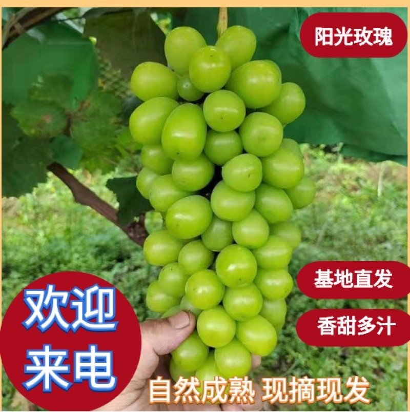 临猗坡上阳光玫瑰，克伦生，红玫瑰，浪漫红颜大量上市，