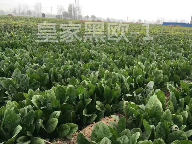 丹麦种源优质高产菠菜种子皇家黑欧-1一代杂交菠菜籽种