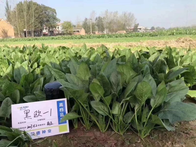 丹麦种源优质高产菠菜种子皇家黑欧-1一代杂交菠菜籽种