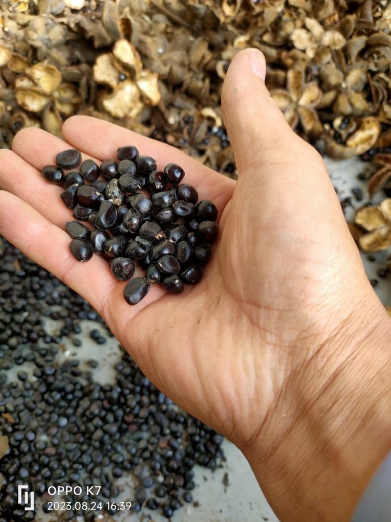 油牡丹籽
