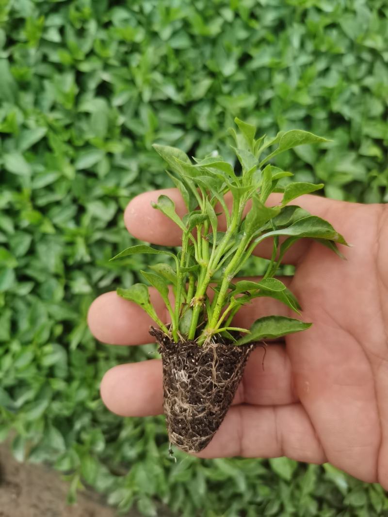 五色草穴盘种苗