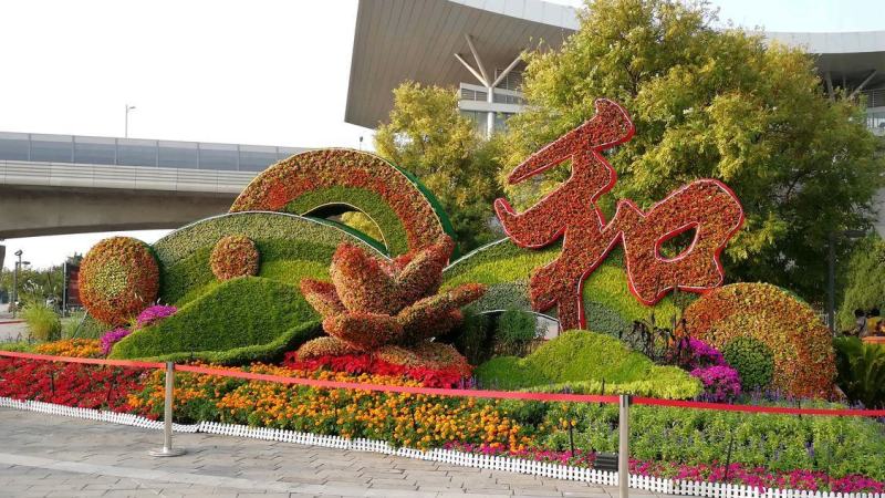 五色草穴盘种苗
