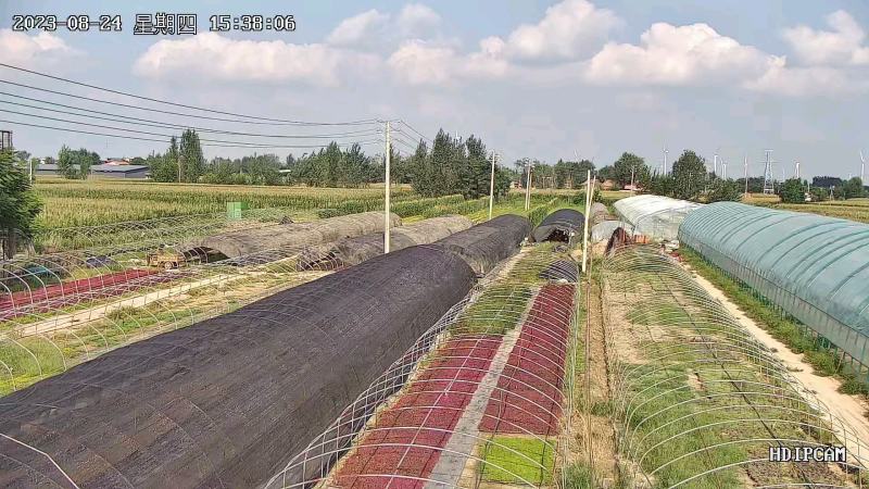 五色草穴盘种苗