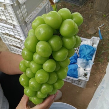 阳光玫瑰葡萄串型紧，糖度高果面亮价位不高口感好价格优