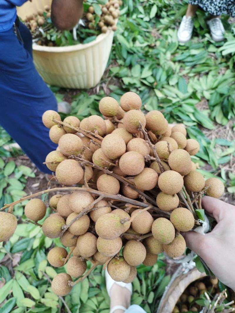 龙眼又名桂圆，这款是龙眼中的储良，全网对接所有平台