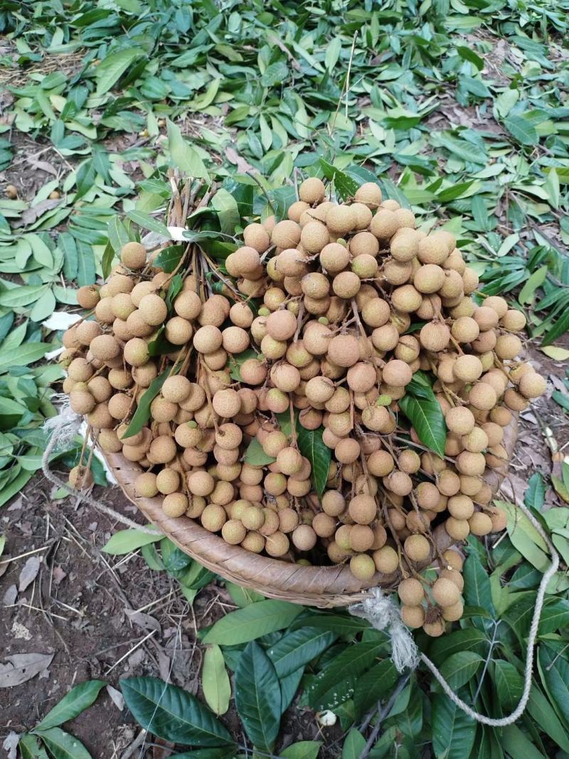龙眼又名桂圆，这款是龙眼中的储良，全网对接所有平台