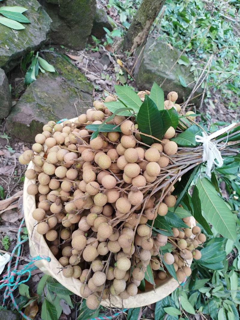 龙眼又名桂圆，这款是龙眼中的储良，全网对接所有平台
