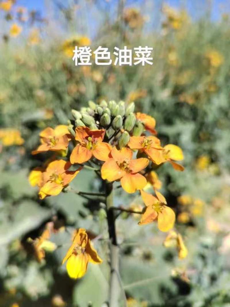 油菜种子观赏型彩色油菜，产地直供，全国发货